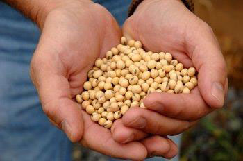 soybeans-in-hands