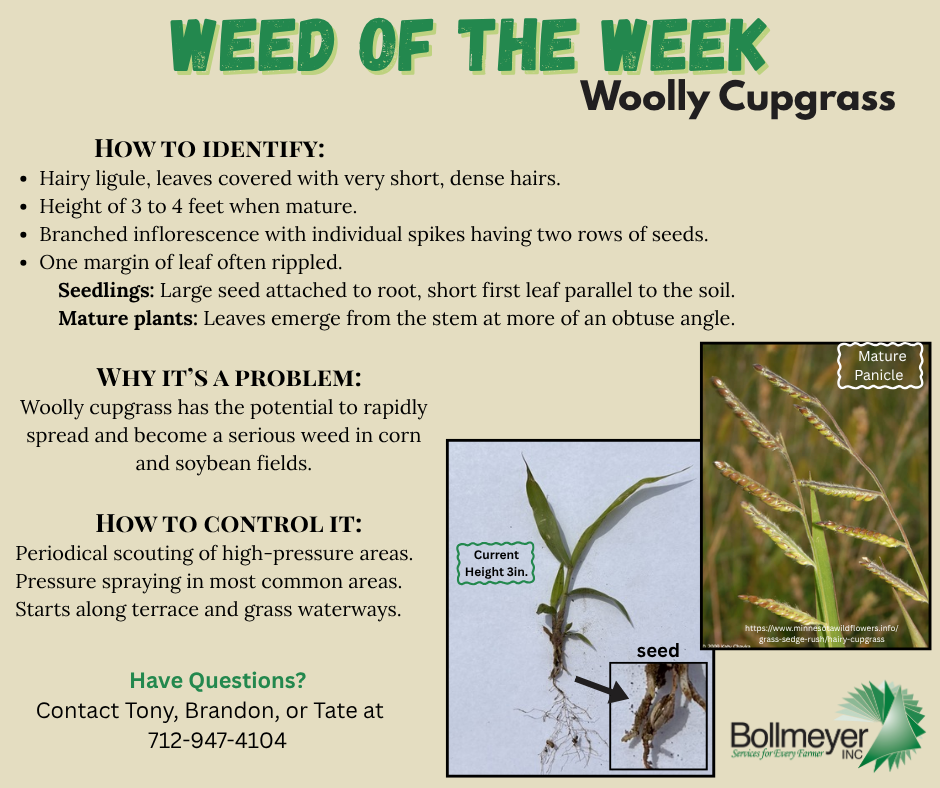 WEED OF THE WEEK Woolly Cup Grass