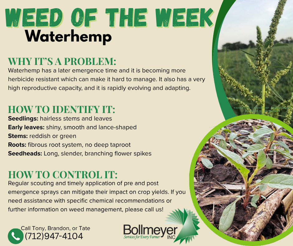 Weed of the Week- Waterhemp